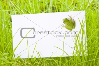 White Sign Amongst Grass with Tree Frog