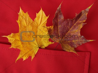 leaves in pocket