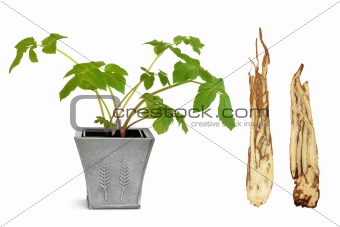 Angelica Herb and Root