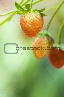 Strawberry fruits on the branch with morning golden sunlight shi