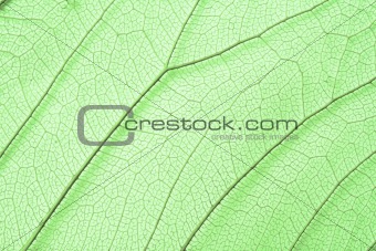Green skeleton leaf structure