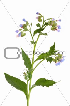 Comfrey Herb with Flowers