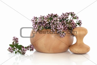 Marjoram Herb Flowers  