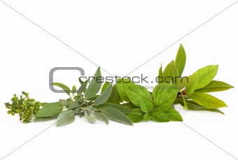 Thyme, Sage, Oregano and Bay Herbs