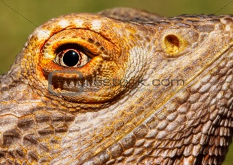 Bearded Dragon Closeup