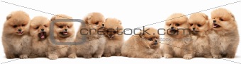 Nine pomeranian spitz puppy
