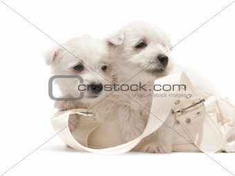 Two white puppies resting in the purse