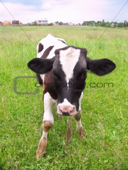 Calf at a meadow