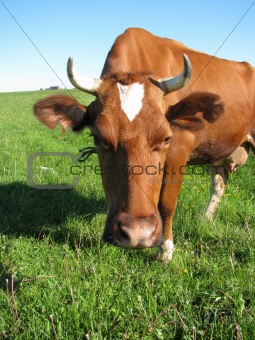 Cow at the pasture