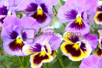 Blue and yellow and pansy (viola)