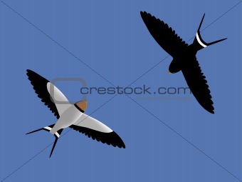 Flying swallows