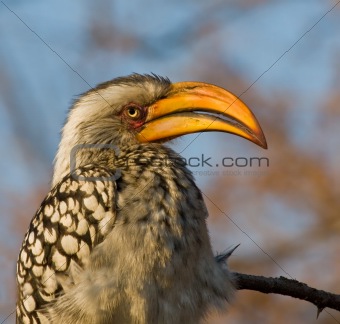Yellow Billed Hornbill
