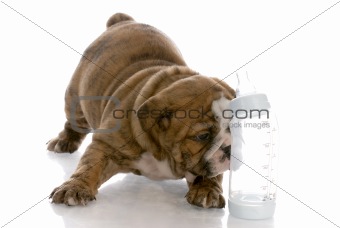 bottle feeding young puppy - english bulldog puppy laying beside baby bottle