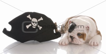 english bulldog puppy dressed up like a pirate