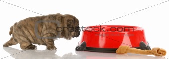 very small english bulldog puppy walking up to large dog food dish