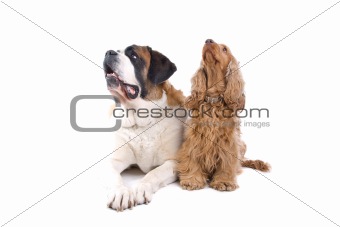 An isolated view of a large St. Bernard and a small Cocker Spaniel dog
