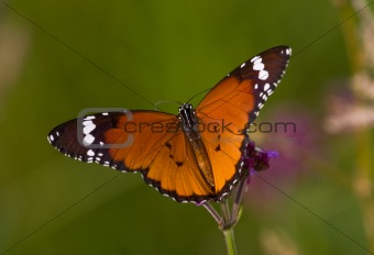 Orange and brown butterfly