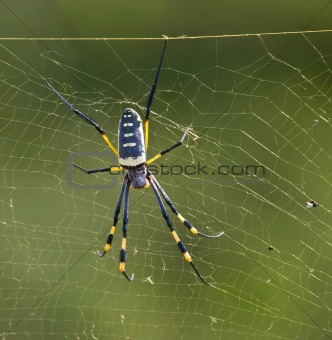 Black and Yellow spider