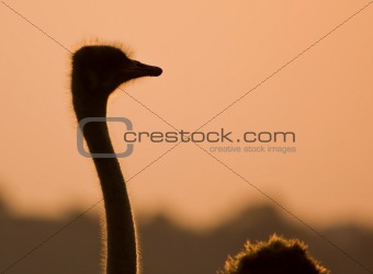 Ostrich silhouette