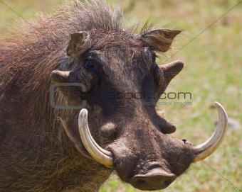 Warthog portrait