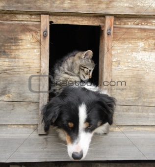 cat and dog at home