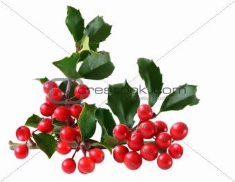 Holly Berry and Leaves