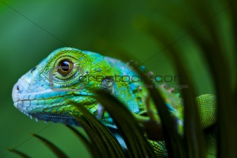 Iguana in the wild