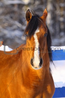 arab stallion in winter