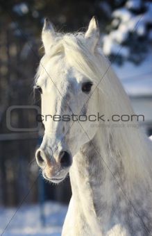 stallion in winter