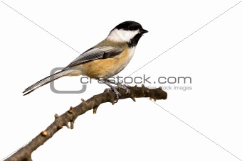 black-capped chickadee perched on a branch prepares for flight