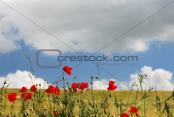 Red poppies and golden field