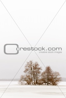 Trees on an island in winter