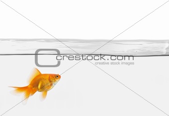 single goldfish in water isolated