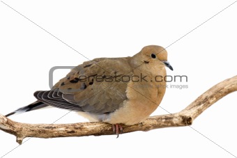mourning dove cautiously overlooks its surroundings