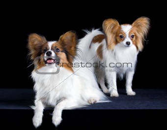 Two papillons