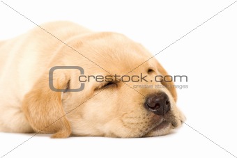 sleepy Puppy Labrador retriever