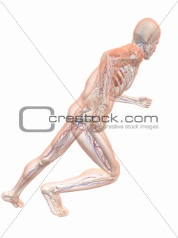 running man - vascular