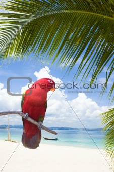 parrot on a beach