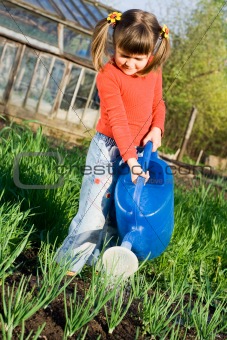 Little girl is watering on the vegetable garden in spring
