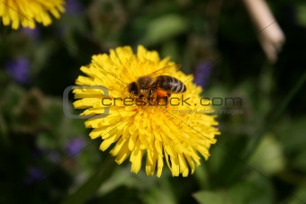 bee on a yellow flower