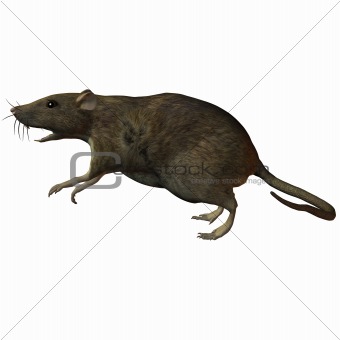 Rat