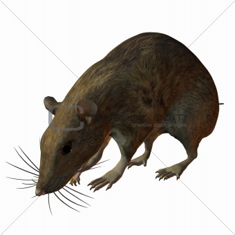 Rat