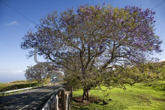 Road with Jacaranda tree in Maui, Hawaii.