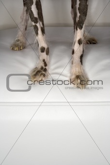 Chinese Crested dog paws.