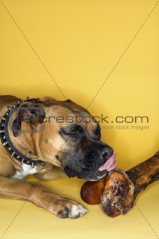 Dog licking big bone.