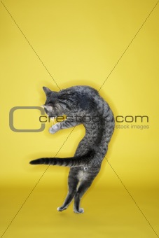 Gray striped cat twisting in air.