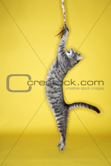 Gray striped cat  jumping attacking toy.