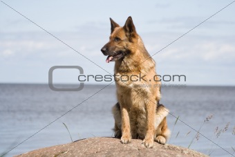 Germany sheep-dog sitting on the stone near from the sea