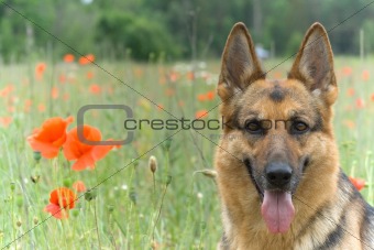 Germany sheepdog portrait