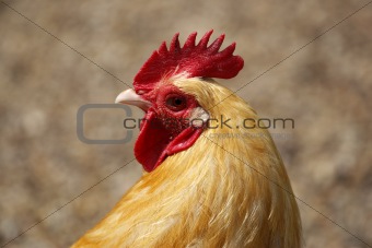 farmyard chicken